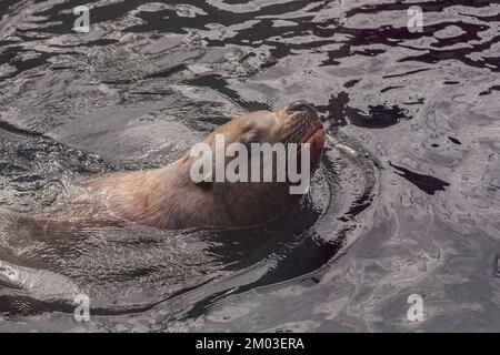 Seward, Alaska, USA - July 22, 2011: Closeup, Brown Steller sea lion emerges from the deep and looks around at Alaska SeaLife Center Stock Photo