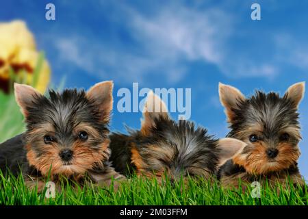 Beautiful Yorkshire terrier puppies Stock Photo