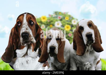 The Basset Hound is a short-legged breed of dog in the hound family. Stock Photo