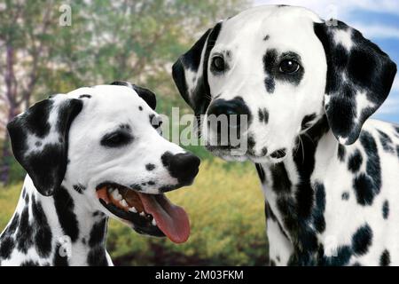 The Dalmatian is a medium-large sized dog breed with a characteristic white coat with black or brown spots belonging to the group of hounds (1) Stock Photo