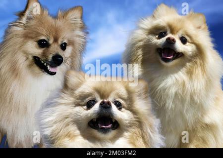 The Pomeranian (often known as a Pom) is a breed of dog of the Spitz type,  named for the Pomerania region in Central Europe Stock Photo - Alamy