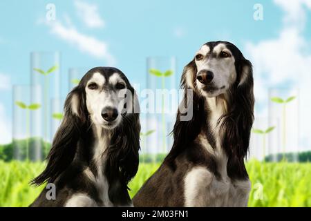 The Saluki, also known as the Persian greyhound, is perhaps the oldest known dog breed, almost 7000 years ago. Stock Photo