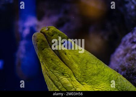 Muraena fish in aquarium for design purpose, wallpaper Stock Photo