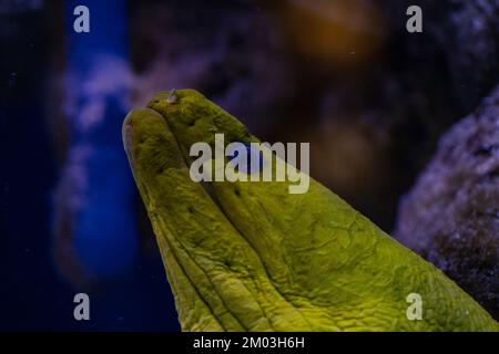 Muraena fish in aquarium for design purpose, wallpaper Stock Photo