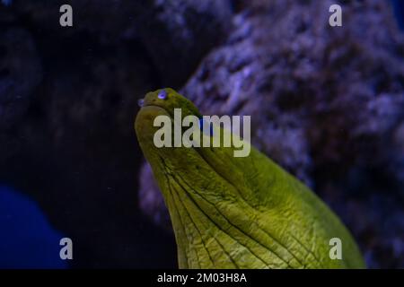 Muraena fish in aquarium for design purpose, wallpaper Stock Photo