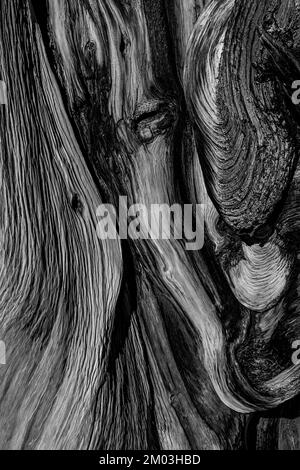 Wood grain of dead Great Basin Bristlecone Pine, Pinue longaeva, Ancient Bristlecone Pine Forest, Inyo National Forest, California, USA Stock Photo