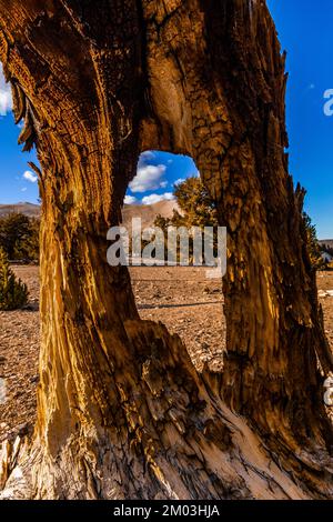 Dead Great Basin Bristlecone Pine, Pinue longaeva, Ancient Bristlecone Pine Forest, Inyo National Forest, California, USA Stock Photo