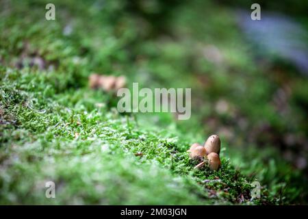 Picture of mushrooms growing on moss on a dead wood trunk in autumn. Stock Photo