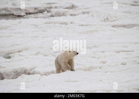 Polar bear walking across frozen Hudson Bay Stock Photo