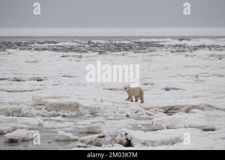 Polar bear walking across frozen Hudson Bay Stock Photo