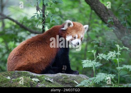 Chinese Red Panda on a rock in Wolong Nature Reserve montane forest, Sichuan Province, China. Ailurus fulgens. Stock Photo