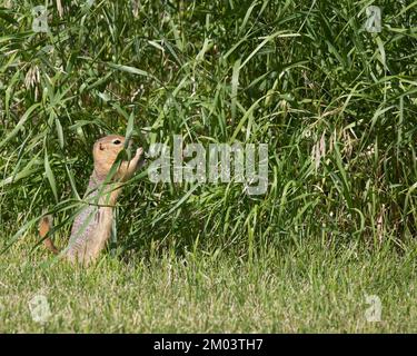 Richardson's ground squirrel eating grass. (Urocitellus richardsonii) Stock Photo
