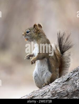 Red Squirrel eating white spruce seed in Weaselhead Flats, Alberta, Canada. Tamiasciurus hudsonicus. Stock Photo