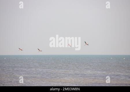 Pink flamingos are flying over the sea. Baku. Azerbaijan. Stock Photo