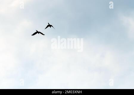 Couple of Blue and Yellow Macaw (Ara ararauna) flying in Yasuni national park, Amazon rainforest, Ecuador. Stock Photo