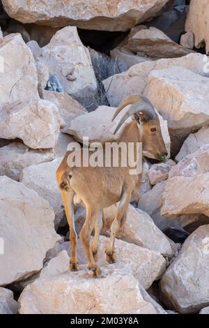 Arabian Tahr (Arabitragus jayakari) male walking on rocks rocks in the middle east mountains on Jebal Hafeet. Stock Photo