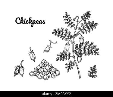 Set of chickpeas design elements. Hand drawn botany collection. Vector illustration in sketch stile Stock Vector