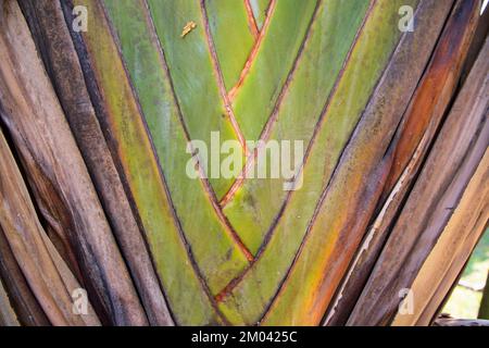 Traveler palm leaf in the nature weave pattern may be used as a background wallpaper Stock Photo