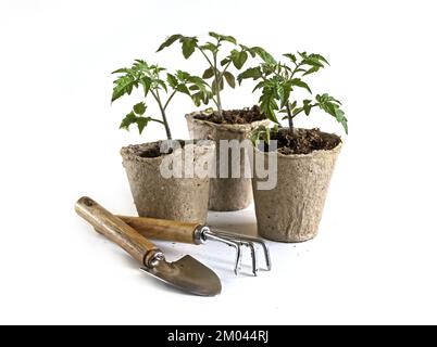 tomato seedlings in ecological organic pots and gardening tools Stock Photo