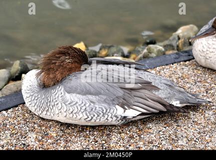 A female Scaly-sided Merganser (Mergus squamatus) sleeping on a path by a small lake in Southern England Stock Photo