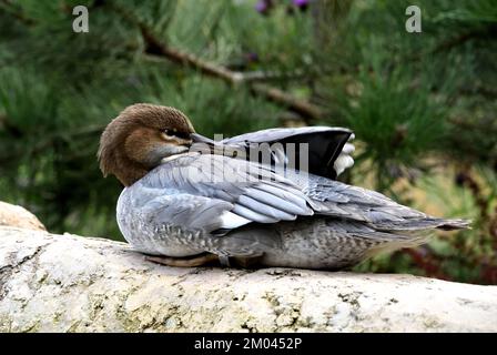 An immature female Scaly-sided Merganser (Mergus squamatus) preening itself by a small lake in Southern England Stock Photo