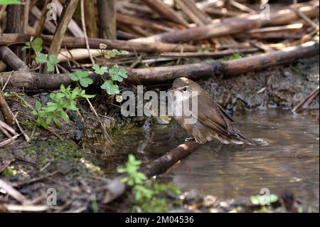 A Baikal Bush Warbler(Locustella davidi) barthing in a small pool in Northern Thailand Stock Photo