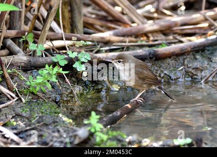 A Baikal Bush Warbler(Locustella davidi) about to bathe in a small pool in Northern Thailand Stock Photo