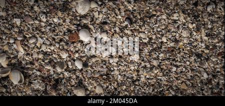 Close-up seashells on beach sand summer day. Abstract ocean background pattern collection Stock Photo