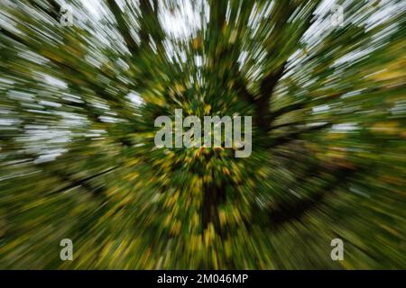 Zoomed burst effect of autumn leaves on a tree with light sky Stock Photo