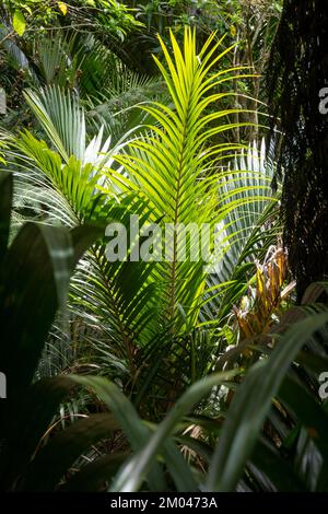 Nikau palm fronds, Victoria Reserve, Waiheke Island, Auckland, North Island, New Zealand Stock Photo