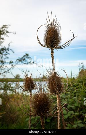 Thistles stand out nicely against the partly cloudy sky. Autumn image. Stock Photo