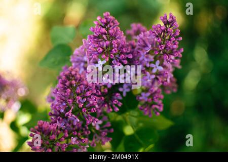 Beautiful purple lilac at sprintime on a blurry background, syringa vulgaris Stock Photo