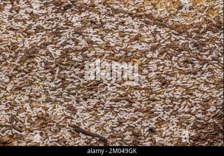 Citrus Snow Scale Insect of the species Unaspis citri Stock Photo