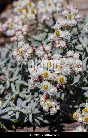 Anaphalis margaritacea Flower blossom in the Hehuanshan mountain at Taiwan Stock Photo