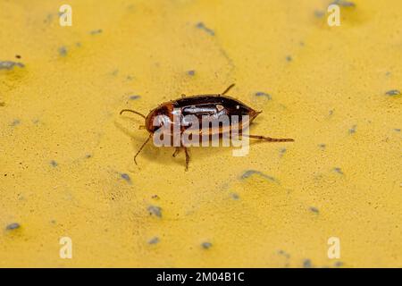 Adult Predaceous Diving Beetle of the Genus Celina Stock Photo