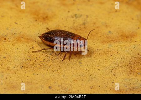 Adult Predaceous Diving Beetle of the Genus Celina Stock Photo