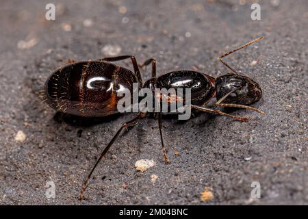 Adult Female Carpenter Queen Ant of the genus Camponotus Stock Photo