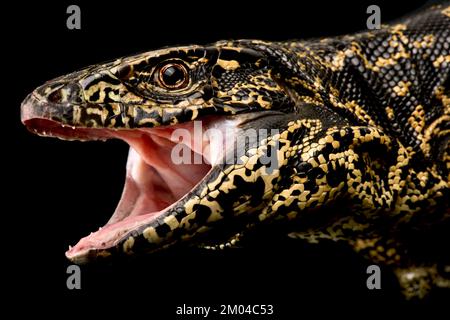 Golden Tegu (Tupinambis teguixin) Stock Photo