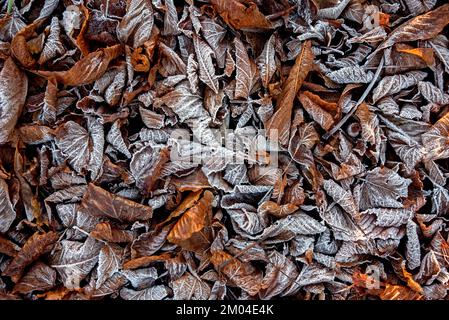 Frost on fallen autumn leaves. Stock Photo