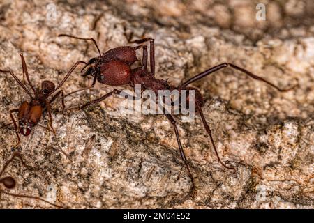 Adult Atta Leaf-cutter Ant of the Genus Atta Stock Photo