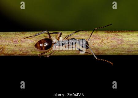 Adult Odorous Ant of the species Dolichoderus imitator Stock Photo