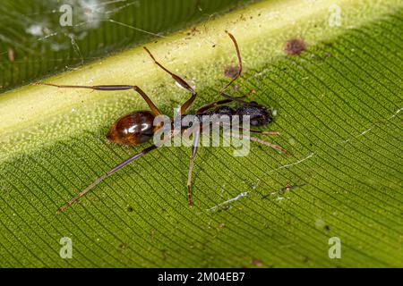 Adult Odorous Ant of the species Dolichoderus imitator Stock Photo