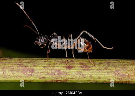 Adult Odorous Ant of the species Dolichoderus imitator Stock Photo