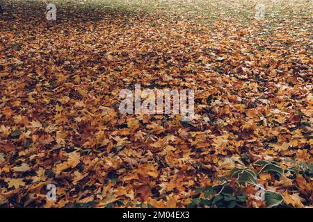 fallen maple leaves lying on the grass background Stock Photo