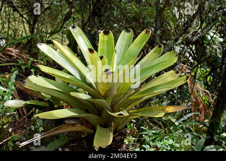 Green bromeliad (Vriesea bituminosa) on tropical forest, Teresopolis, Rio de Janeiro, Brazil Stock Photo