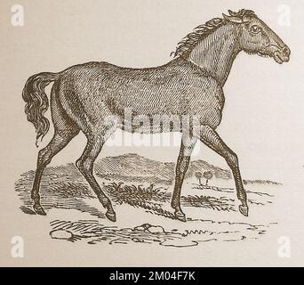 A 19th century illustration of a now  extinct TARPAN also known as a Tarpani or Equus ferus ferus. This feral horse  once freely roamed the Russian steppe from the 18th to the 20th century. The last one is  believed to have died in captivity in  1909. An attempt to breed back the animal resulted in the Heck,  Hegardt or Stroebel's horse   ---- Иллюстрация 19-го века ныне вымершего TARPAN, также известного как Tarpani или Equus ferus ferus ferus.  Последний, как полагают, умер в плену в 1909 году. Попытка развести животное обратно привела к появлению лошади Хека, Хегардта или Штребеля. Stock Photo