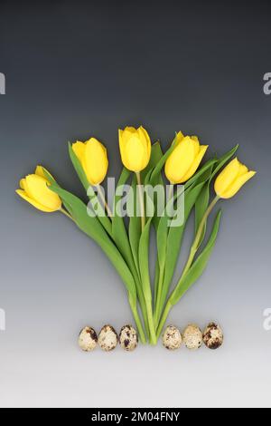 Quail eggs and yellow tulip flowers. Spring, Easter, healthy food, beautiful nature abstract concept on gradient grey white background. Stock Photo