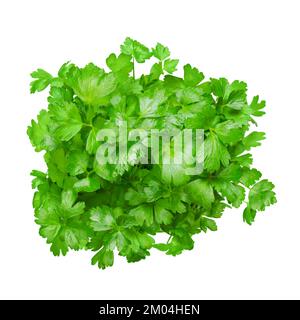 Flat leaf parsley, isolated bunch, from above. Parsley, with bright green and not crinkled leaves. Petroselinum crispum, cultivated as a culinary herb. Stock Photo