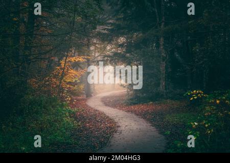 Winding Path through Autumn Woodland Stock Photo