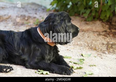 english cocker spaniel posing with  fourteen months old Stock Photo